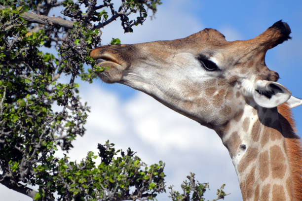 istock giraffe in the chobe national park (botswana) 1196939754