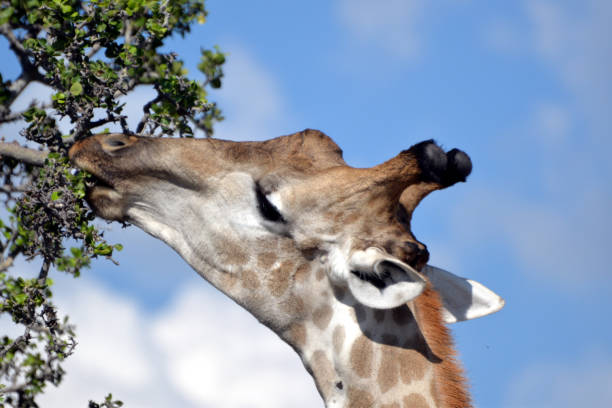 istock giraffe in the chobe national park (botswana) 1196939777