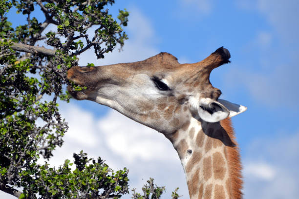istock giraffe in the chobe national park (botswana) 1196939782