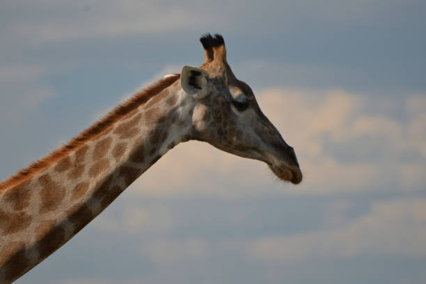 istock giraffe in the chobe national park (botswana) 1196939847