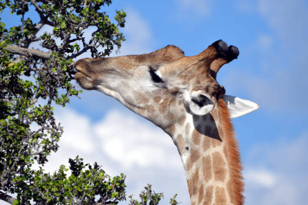 istock giraffe in the chobe national park (botswana) 1196939885