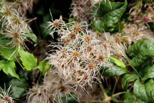 istock Densely growing Old mans beard or Clematis vitalba climbing shrub plants with long silky hairy appendages surrounded with leaves 1196940659
