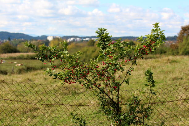 istock Hamiltons spindletree or Euonymus hamiltonianus tree filled with reddish fruit capsules holding brown seeds with orange arils 1196940730