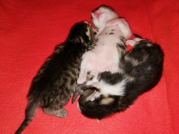 istock Kittens lie and sleep in a lair on a red blanket 1196944829
