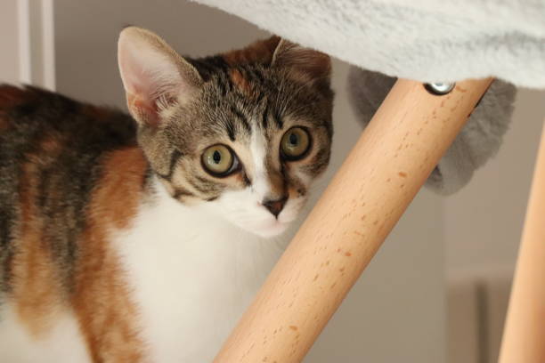 istock Domestic cat head closeup. 1196945131