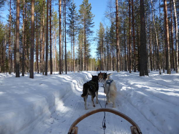 istock Dog sledding in Lapland, Finland. 1196946777