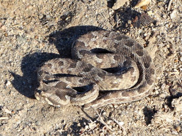 istock Many-horned adder snake in the Namib desert. 1196946794