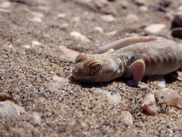 istock Naked small lizard in the Namib desert. 1196946808