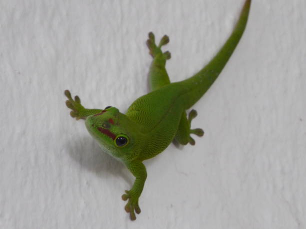 istock Green lizard on a wall in Mauritius. 1196946960