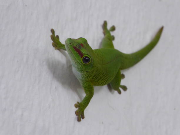 istock Green lizard on a wall in Mauritius. 1196947004