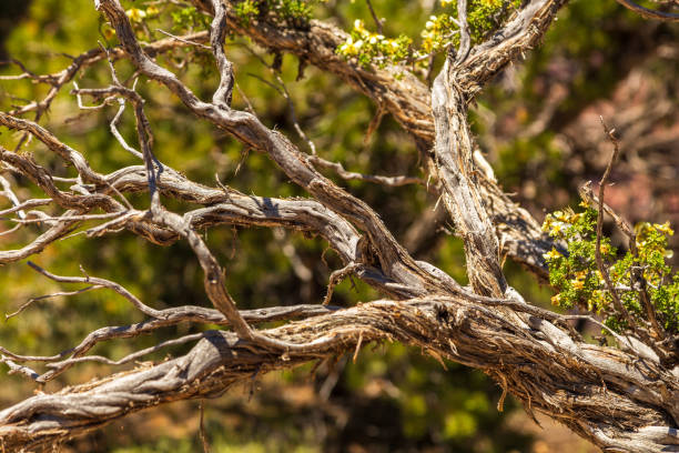 istock Withered branch of a tree. Arizona, USA. 1196947662