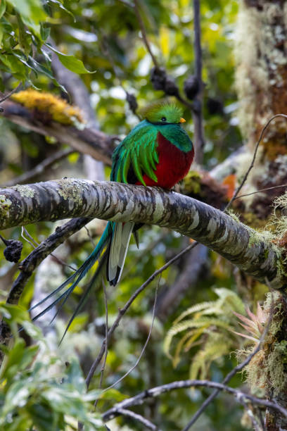 istock Quetzal with long tail sitting in a tree 1196947677