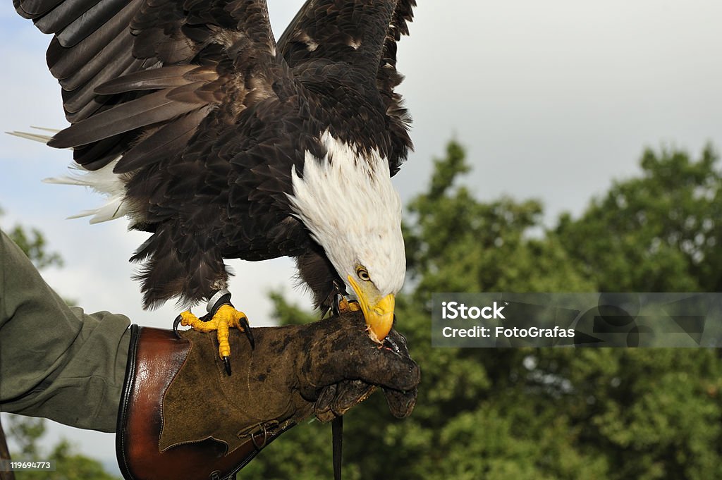 Soon Eagle  Adult Stock Photo