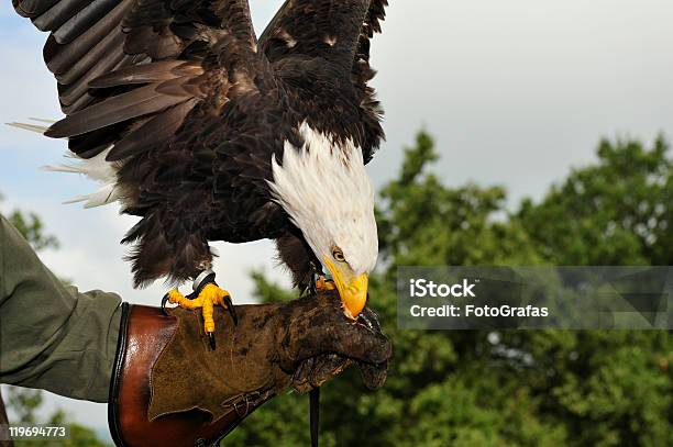 Soon Eagle Stock Photo - Download Image Now - Adult, Animal, Animal Body Part