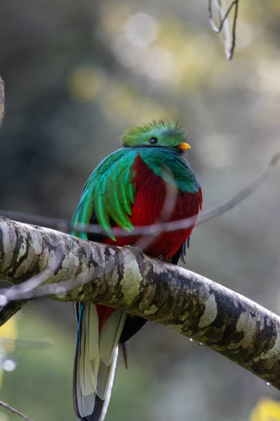 istock Quetzal on a branch with background separation 1196947763