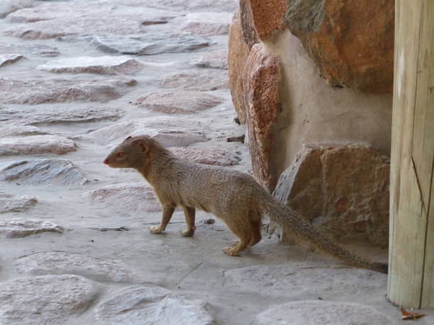 istock Slender-tailed mongoose in an urban area. 1196947791