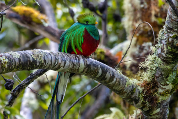 Close shot of a quetzal in a tree Seen from closer the quetzal shows its brillant right and emerald colors. The quetzal is a bird in the trogon family and the national bird of Guatemala. puerto quetzal guatemala stock pictures, royalty-free photos & images