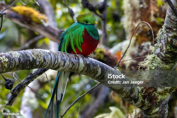 Close Shot Of A Quetzal In A Tree Stock Photo - Download Image Now - Guatemala, Quetzal, Bird