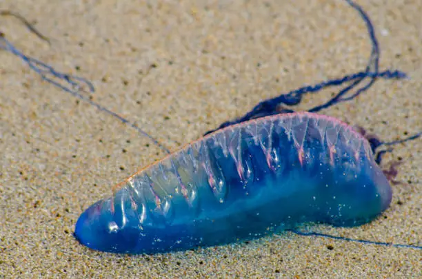 Photo of Portuguese man o' war