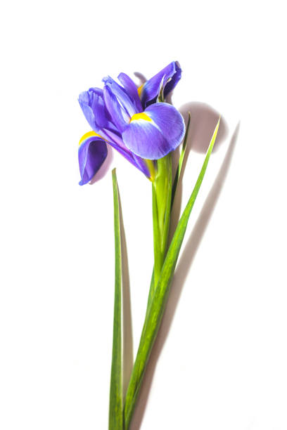 istock Iris purple flower on white background 1196949320