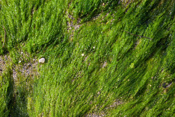 istock Full Frame Photo Of Green Moss 1196953163