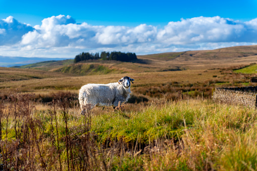 Image of a solitary sheep gazing at the camera as it stands on grass in moorland around Middleton-on-Teesdale in County Durham, England on an Autumn day.