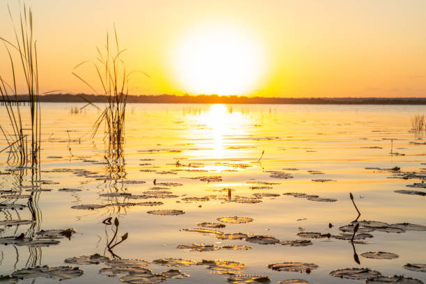 istock Lake with water lily at sunrise 1196958676