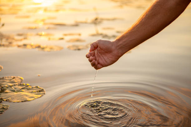 main humaine coupée pour attraper l'eau de l'étang avec le lis d'eau - pond water lily water drop photos et images de collection