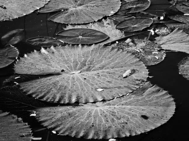 istock Black and white lotus leaves 1196959972