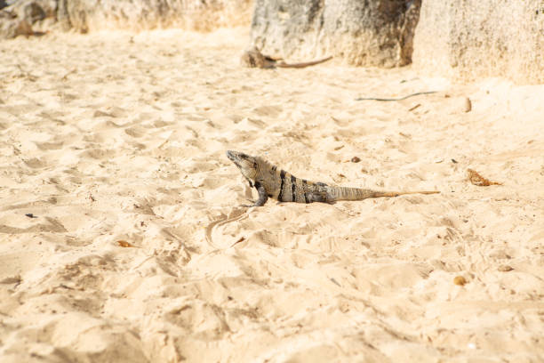 istock Iguana on the beach in Mexico 1196960389