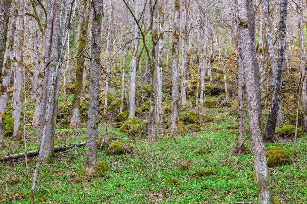 bella foresta decidua in primavera - 24200 foto e immagini stock