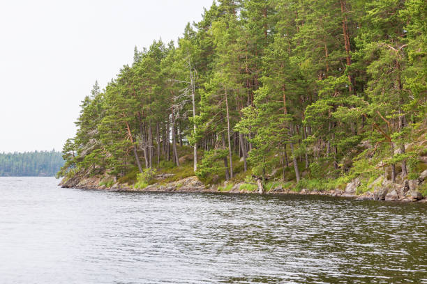 istock Forest at the lake edge 1196960548