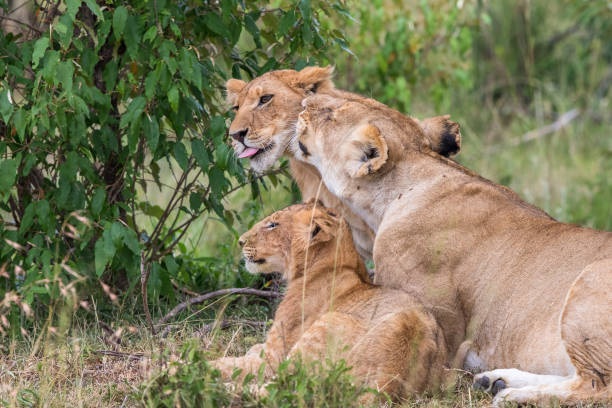 istock Lion with cubs lying in the grass and resting 1196960593