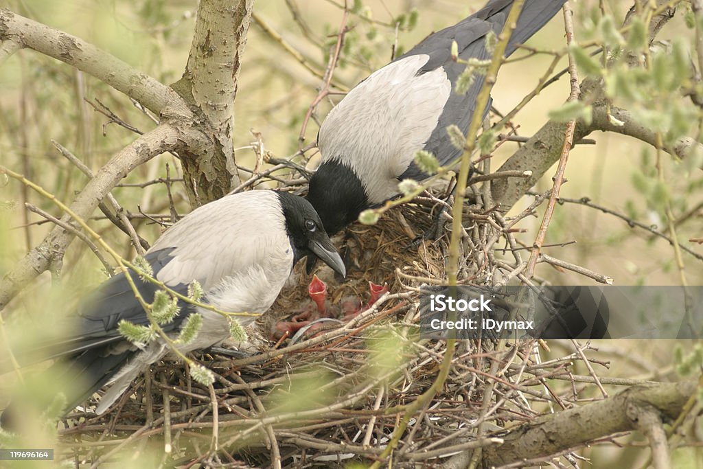 Crows Familie mit younglings im nest - Lizenzfrei Ast - Pflanzenbestandteil Stock-Foto