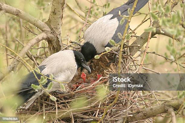 Crows Familie Mit Younglings Im Nest Stockfoto und mehr Bilder von Ast - Pflanzenbestandteil - Ast - Pflanzenbestandteil, Erwachsener über 40, Essen - Mund benutzen