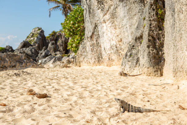 istock Iguana on the beach in Mexico 1196961661