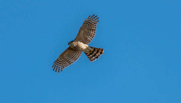 Flying Sharp-Shinned Hawk A Sharp Shinned Hawk Flies against a Blue Sky accipiter striatus stock pictures, royalty-free photos & images