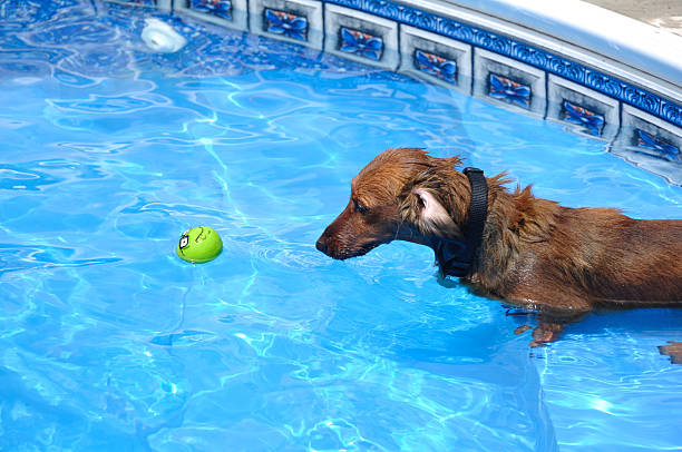 área de red dachshund de pelo largo de la piscina - pet toy dachshund dog toy fotografías e imágenes de stock