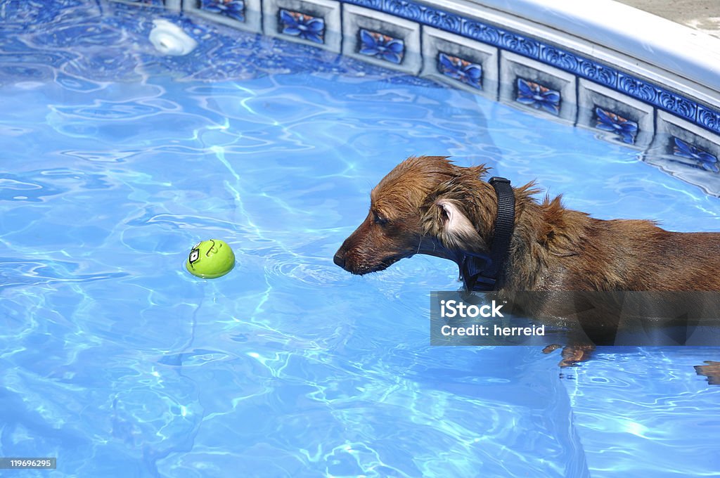 Wet vermelho Dachshund de pêlo longo em uma piscina - Foto de stock de Animal royalty-free