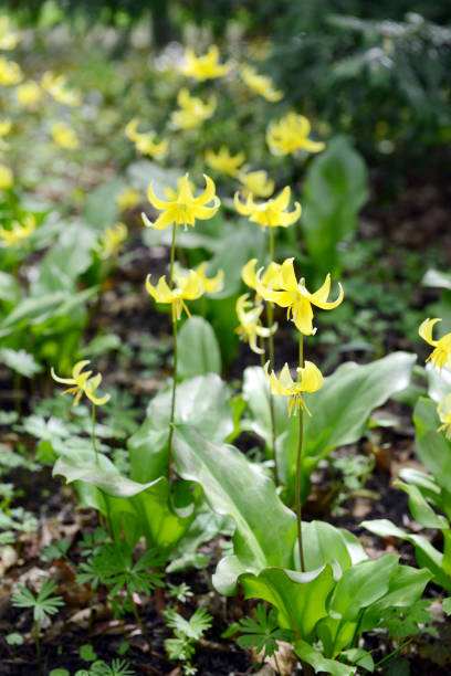 yellow fawn lily (erythronium). springtime.