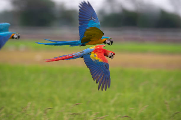 istock Blue and gold , scarlat macaw flying on green background 1196965658