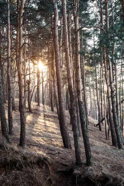 istock Autumn forest trees. nature green wood sunlight backgrounds. First snow. Sun rays. 1196966908