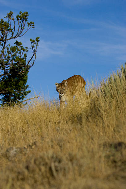 istock MOUNTAIN LION, COUGAR IN MONTANA 119696704