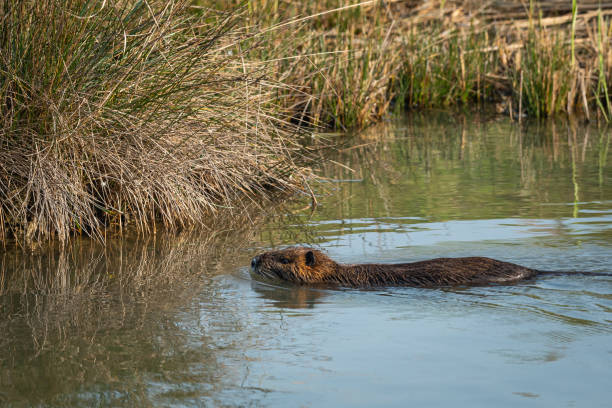 istock A nutria (Myocastor coypus) swimming in a small pond 1196968712