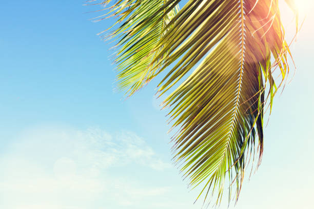 Palm leaves on blue sky background. weekend Holidays tropical beach concept background