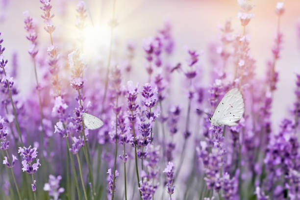 istock Selective focus on butterfly on lavender, lavander garden lit by sunlight - sun rays 1196969905