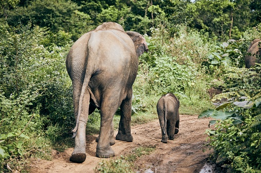 Rear view of elephants on dirt road. Wildlife animals in Sri Lanka.