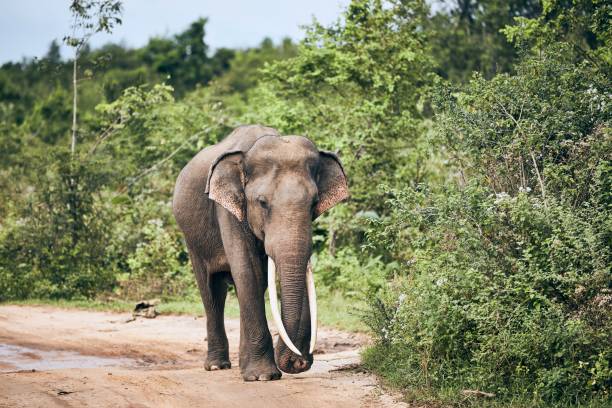 istock Wildlife elephant in Sri Lanka 1196970081