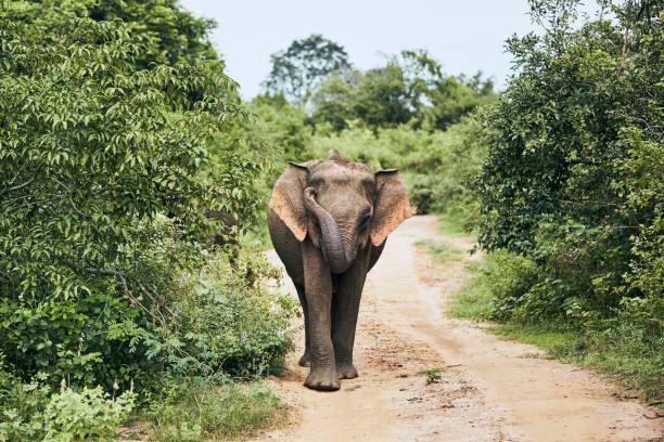 istock Wildlife elephant in Sri Lanka 1196970107