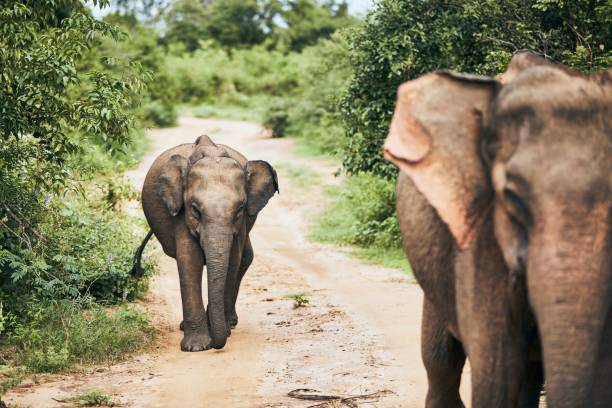 istock Wildlife elephants in Sri Lanka 1196970191